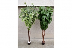 048 veštačka stabla bendžamina